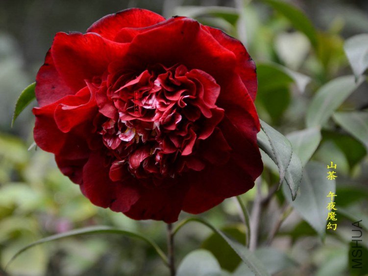��ҹħ��20130317004.jpg