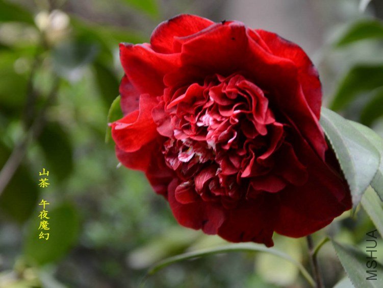 ��ҹħ��20130317005.jpg