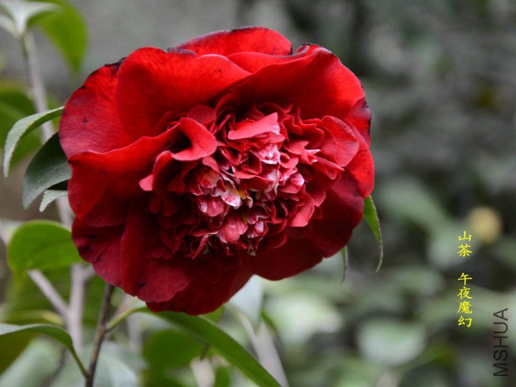 ��ҹħ��20130317006.jpg
