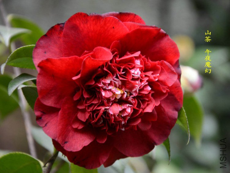 ��ҹħ��20130317007.jpg