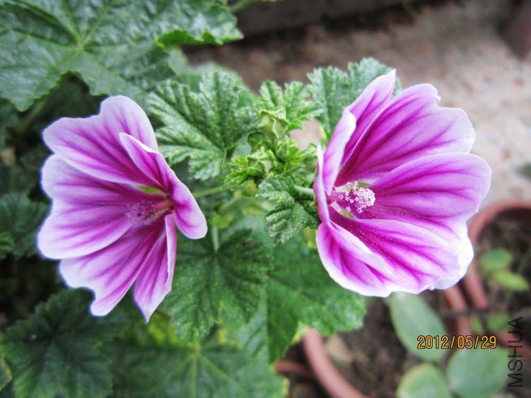 11.����.jpg