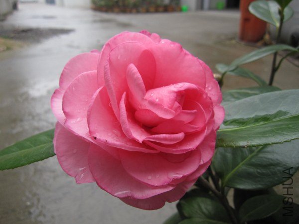 IMG_0086.jpg