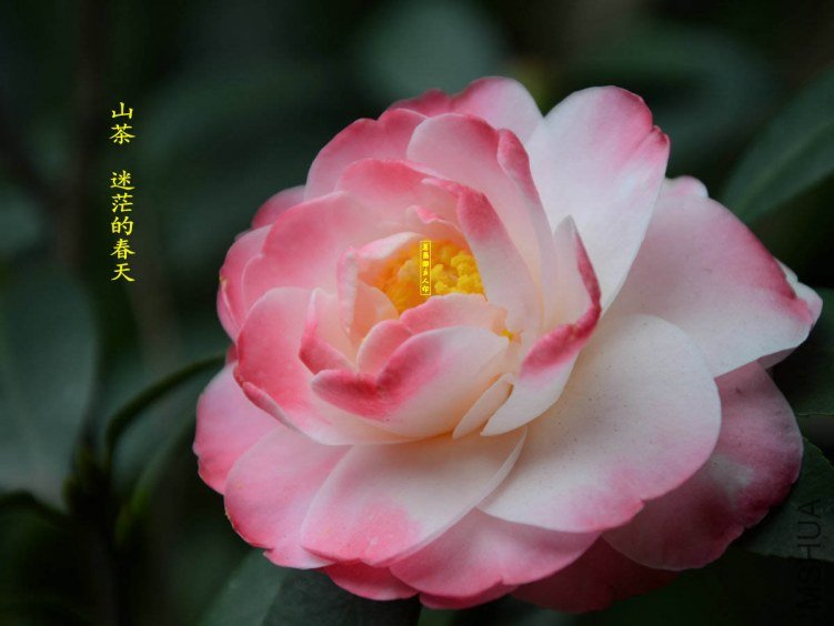 ��ã�Ĵ���-20130316006.jpg
