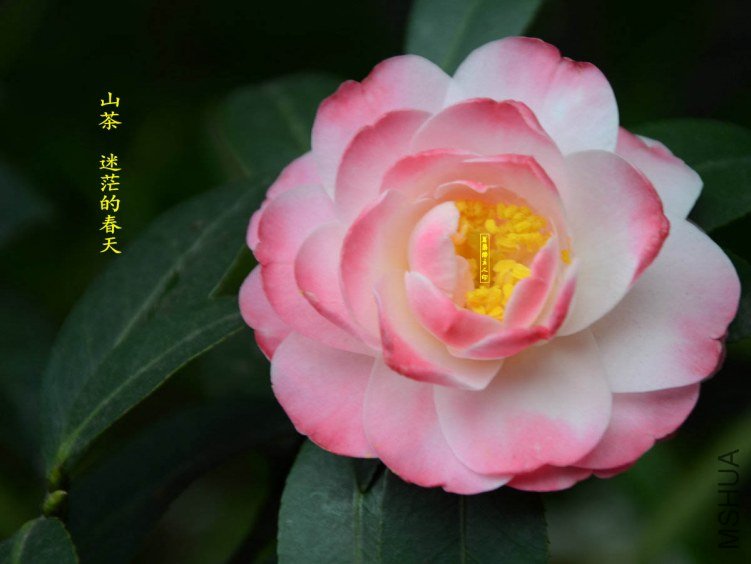 ��ã�Ĵ���-20130316007.jpg