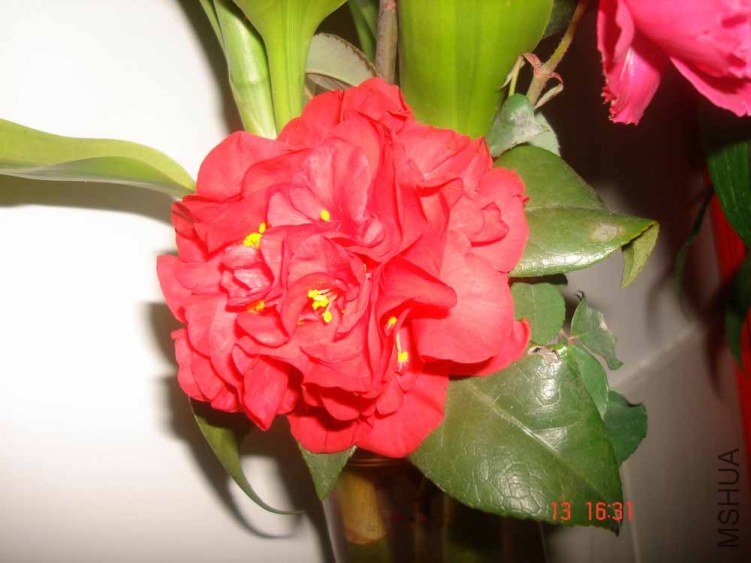 DSC00790.JPG