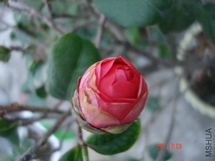 DSC00975.JPG