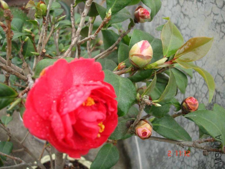 DSC01008.JPG