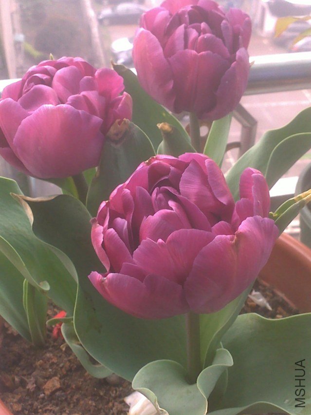 201303171148.jpg