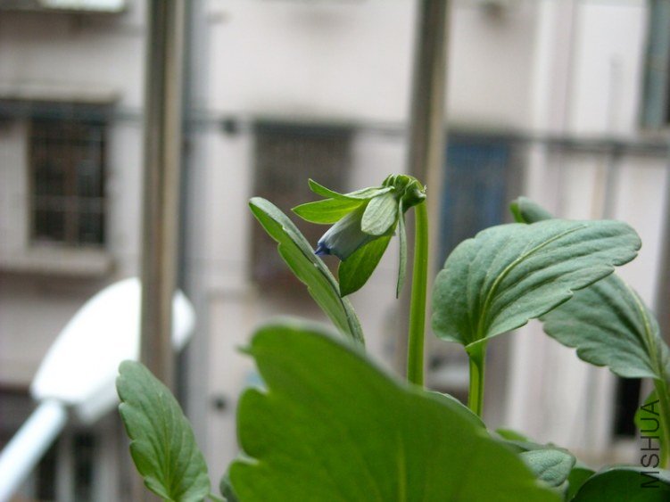 ������ԭ�ȵİ�ɫ�������е�����