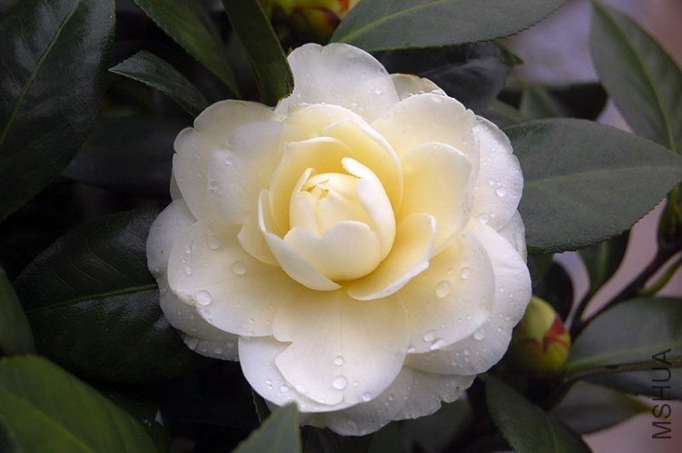 DSC_00980098.JPG