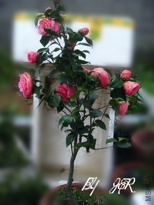 DSCF2724_����.jpg