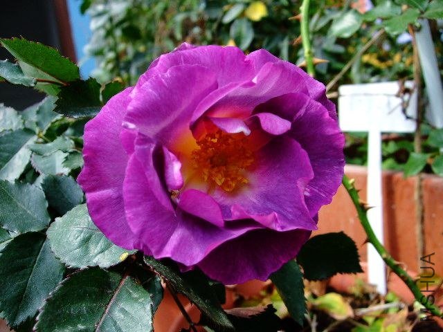 DSCF1029.JPG