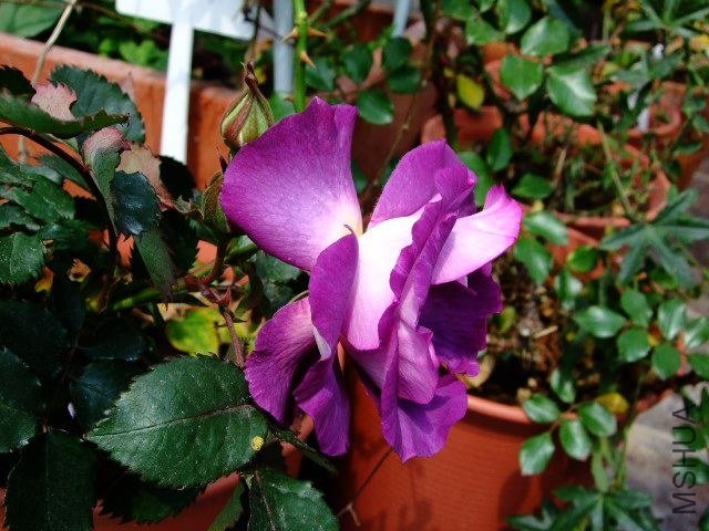 DSCF1030.JPG