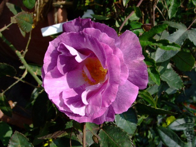 DSCF1040.JPG