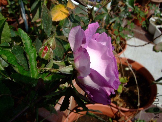 DSCF1041.JPG