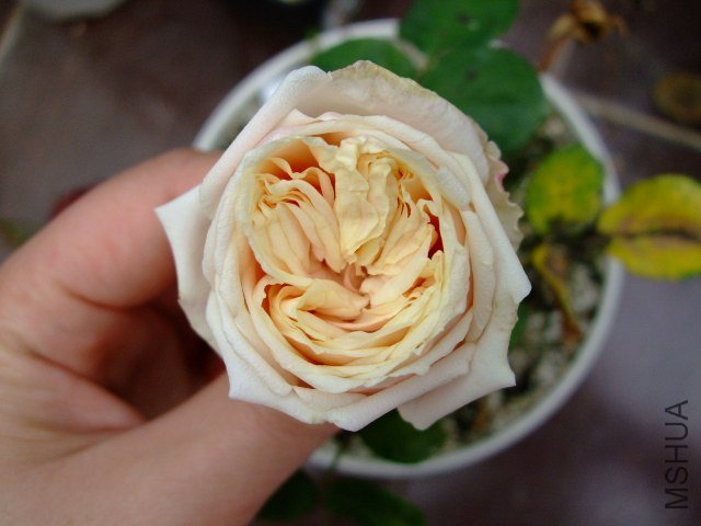 DSCF1063.JPG