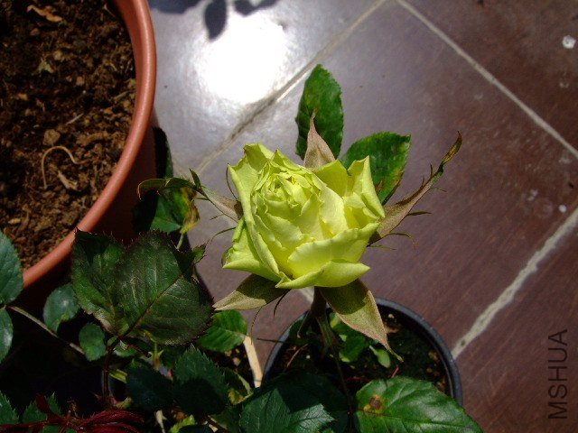 DSCF1048.JPG