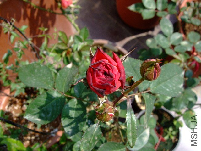 DSCF1049.JPG