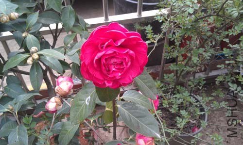 IMAG0024.jpg