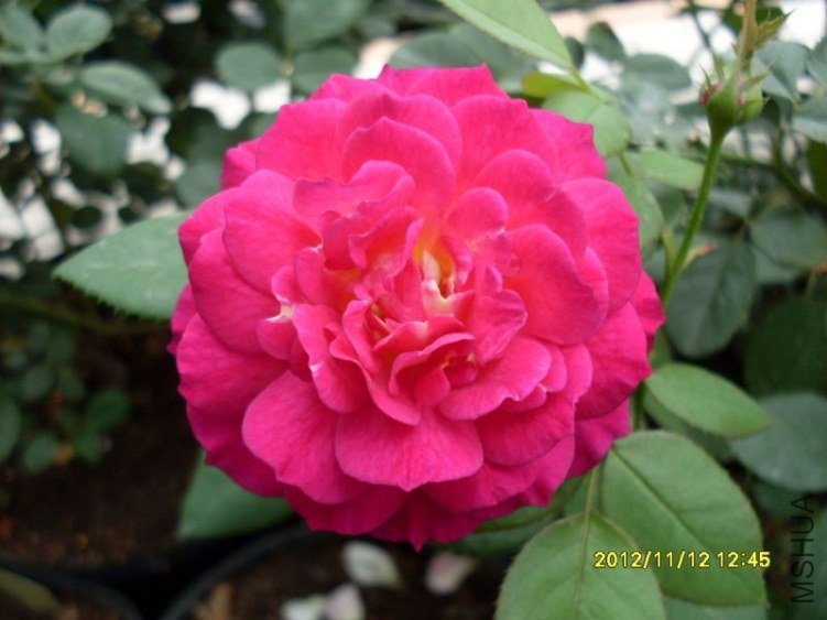 SDC14594_nEO_IMG_nEO_IMG.jpg