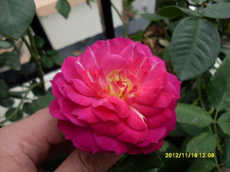 SDC14938_nEO_IMG.jpg