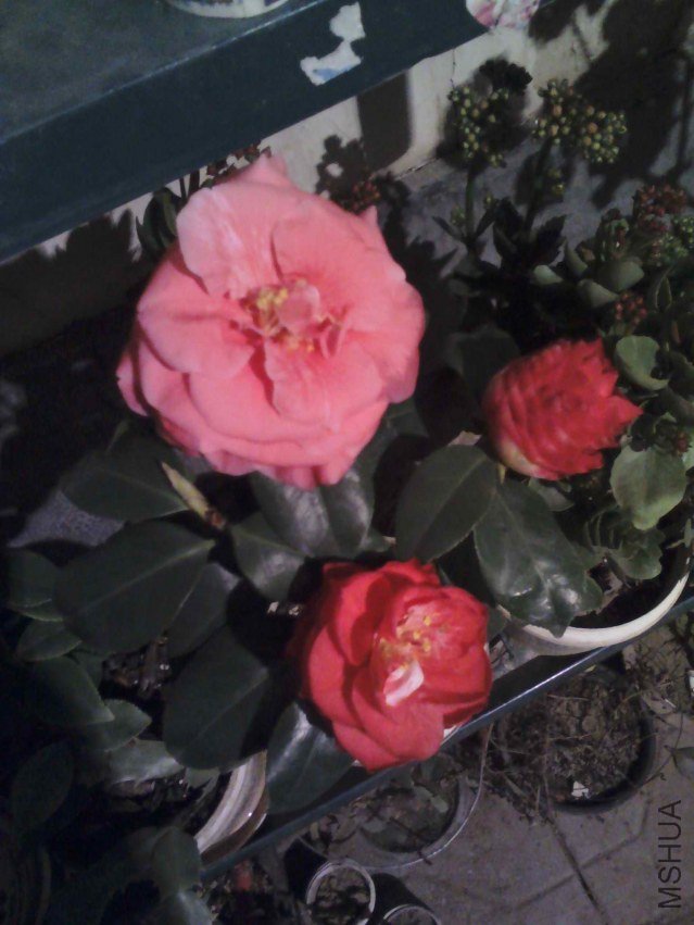 YP20130223185700.jpg