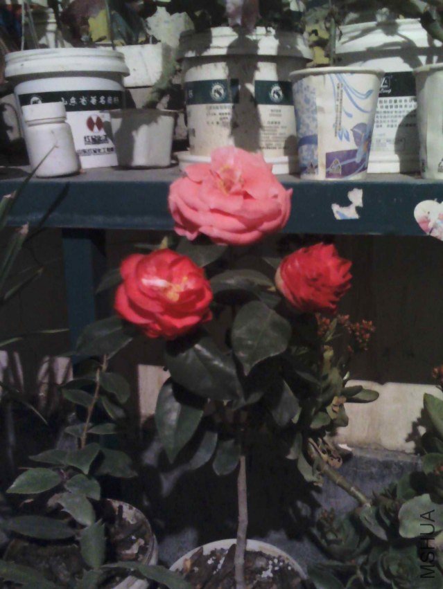 YP20130223185727.jpg