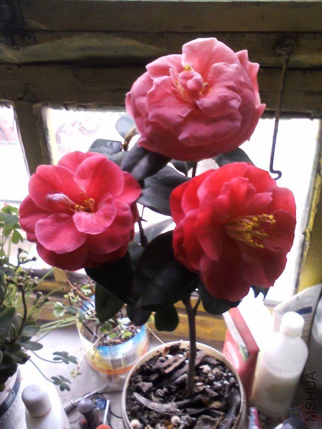 YP20130226124844.jpg