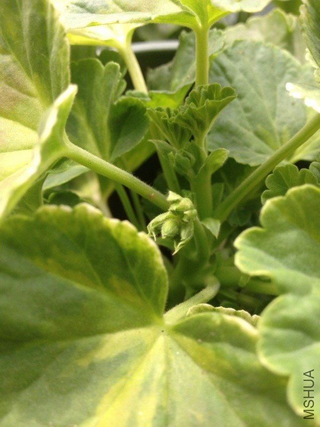 ���ĺ���