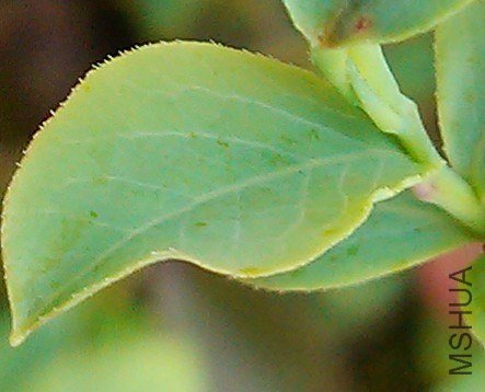 ����һ�����۵�Ҷ��