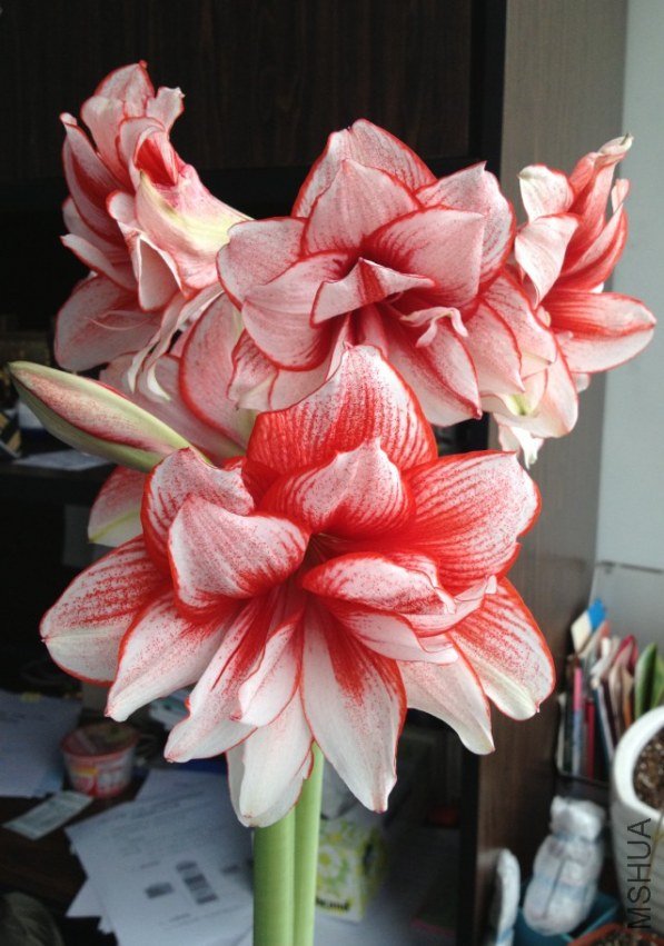 ����7.jpg