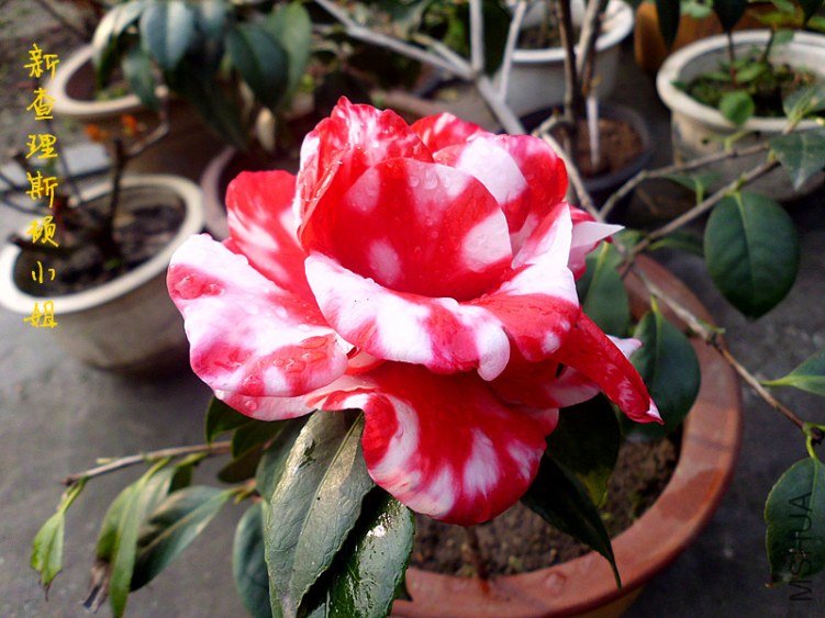 DSCI0244_����.jpg