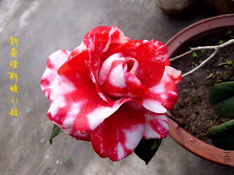 DSCI0246_����.jpg