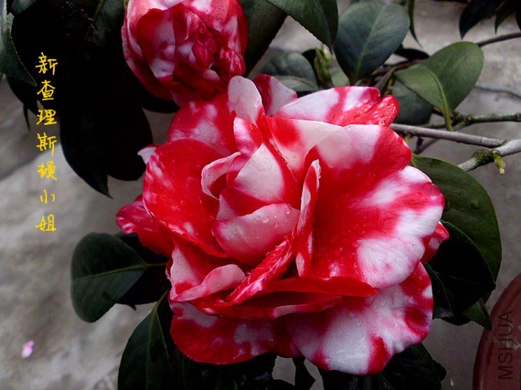 DSCI0254_����.jpg