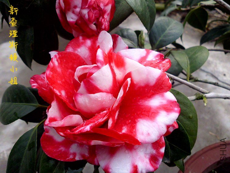 DSCI0267_����.jpg