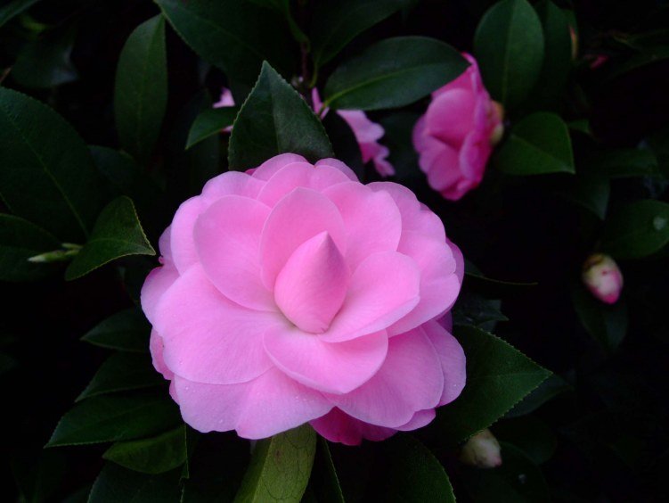 ������˹ 2013-3-16 021.jpg