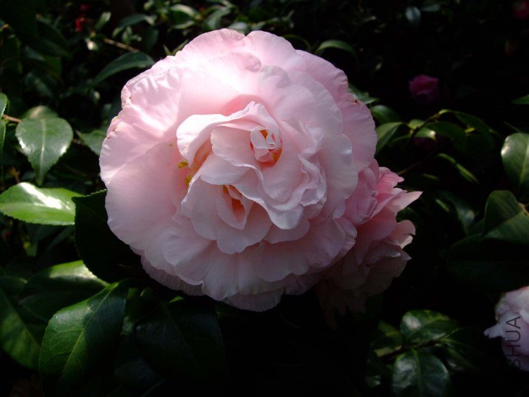 �����֮�� 2013-3-18 173.jpg