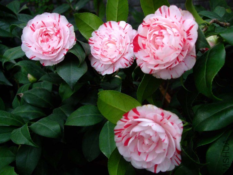 ������ 2013-3-16 033.jpg