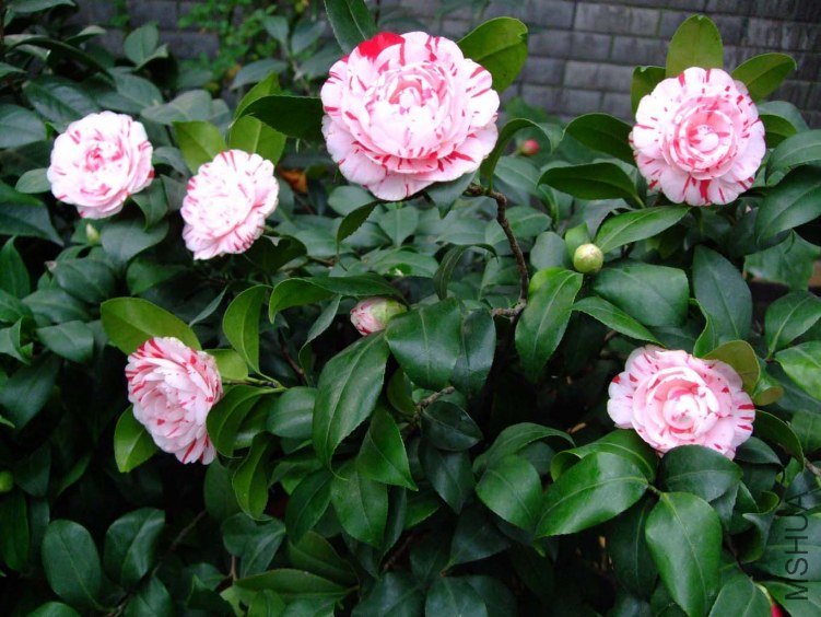 ������ 2013-3-16 034.jpg