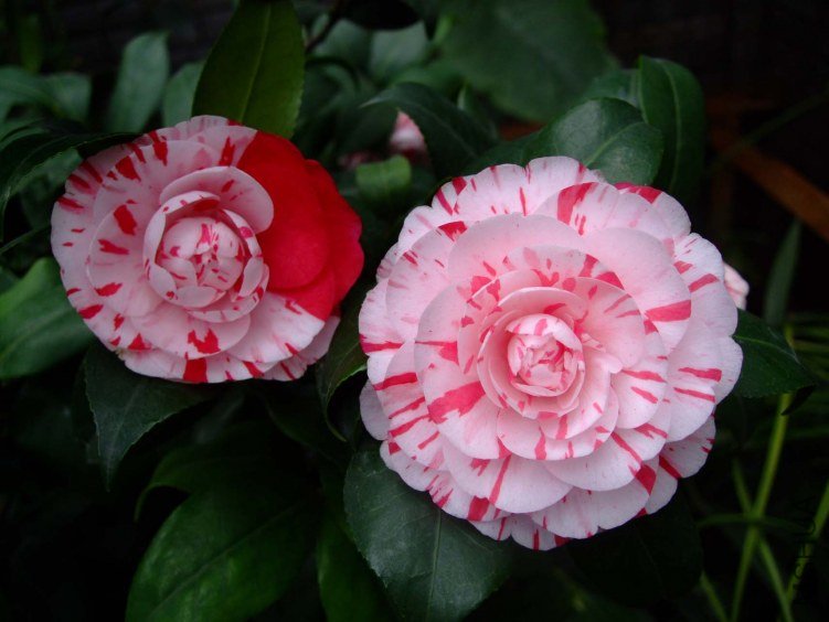 ������ 2013-3-18 081.jpg