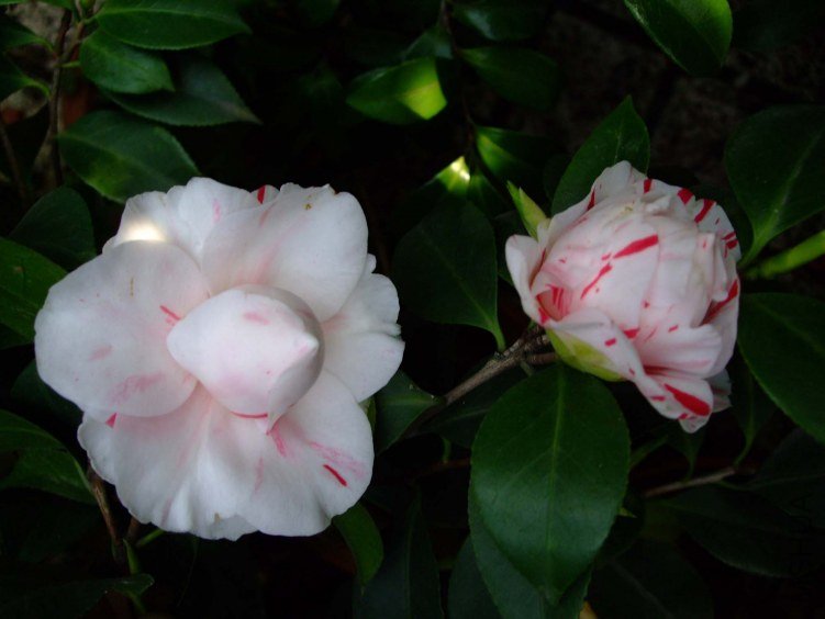 �����￨ 2013-3-18 185.jpg
