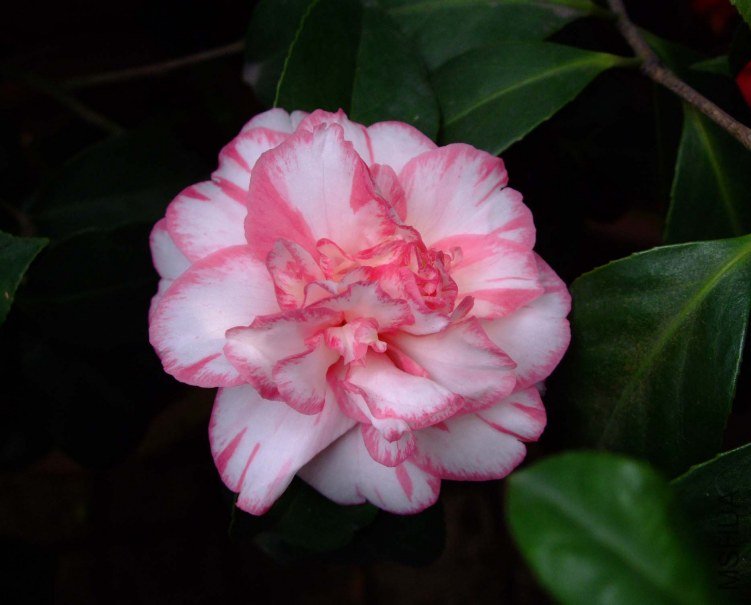 ���ѻ� 2013-3-16 069.jpg