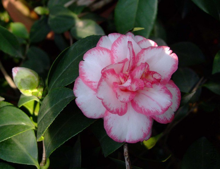 ���ѻ� 2013-3-18 175.jpg