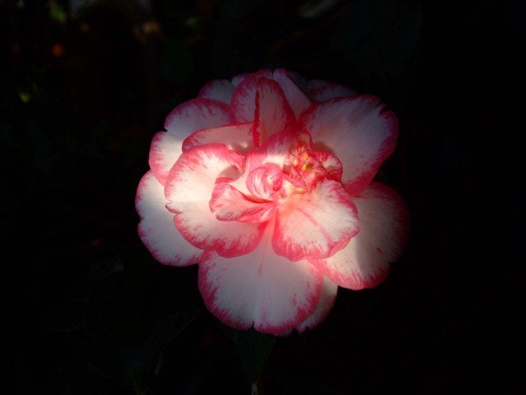 ���ѻ� 2013-3-18 176.jpg