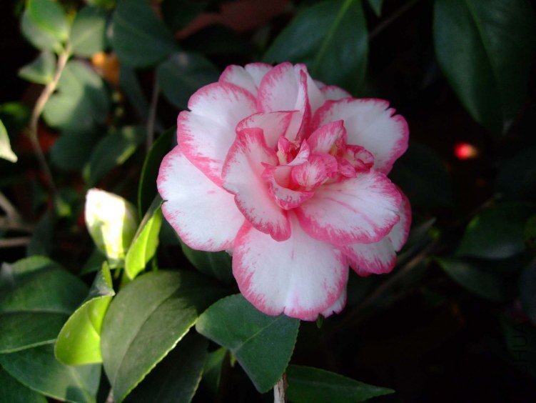 ���ѻ� 2013-3-18 177.jpg