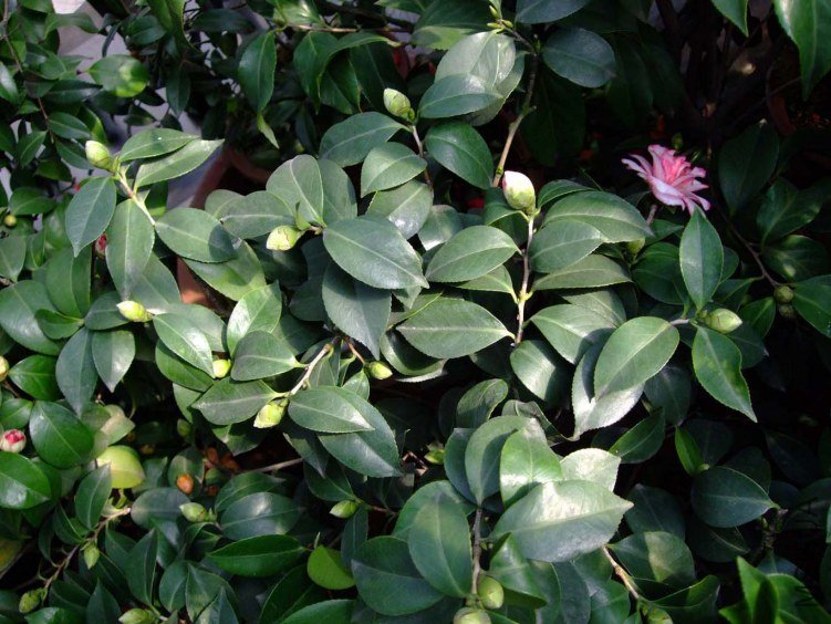 ���ѻ� 2013-3-18 178.jpg