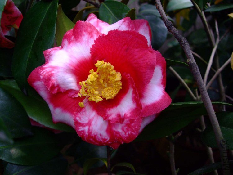 ������ 2013-3-18 125.jpg