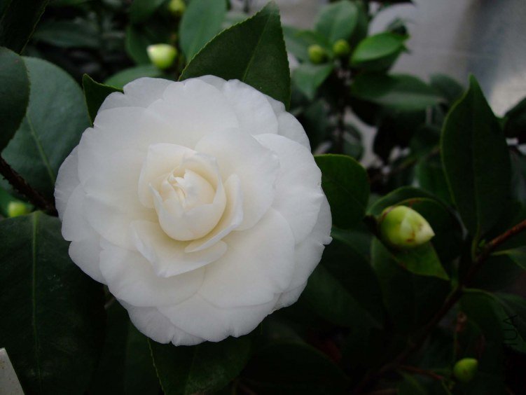 ţ�������� 2013-3-18 123.jpg