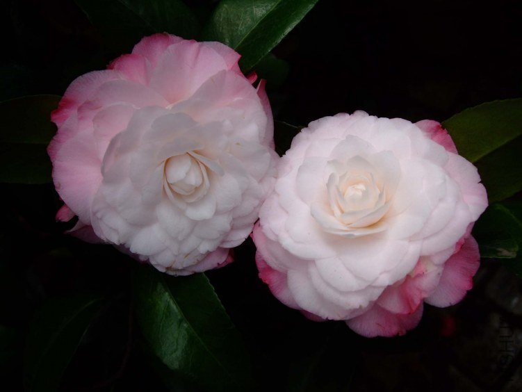 ţ�������� 2013-3-18 130.jpg