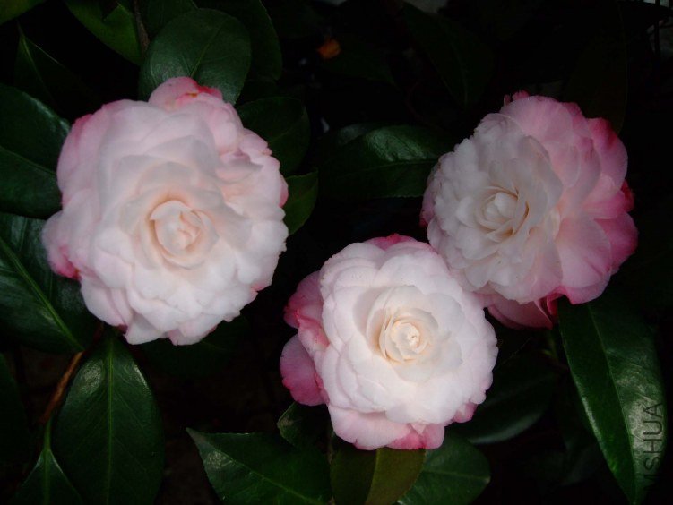 ţ�������� 2013-3-18 131.jpg